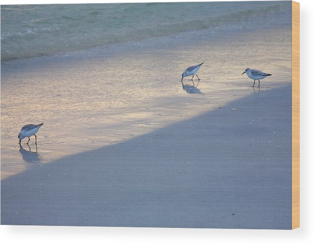 Birds Wood Print featuring the photograph Sanderlings At Dusk I by Steven Ainsworth