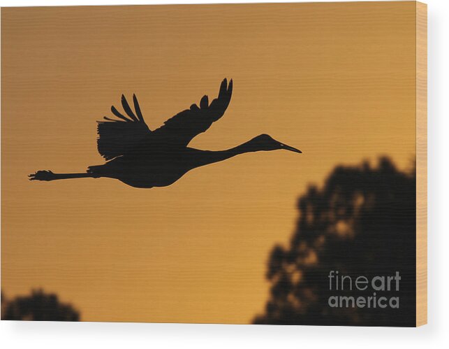 Sandhill Crane Wood Print featuring the photograph Sandhill Crane in Flight by Meg Rousher