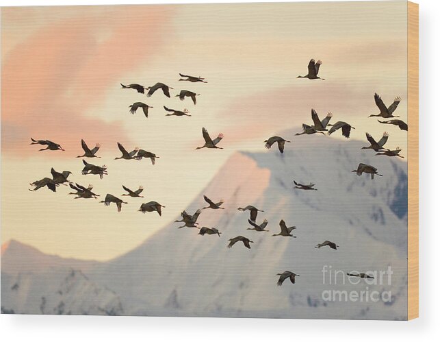 00345404 Wood Print featuring the photograph Sandhill Cranes And Mt Denali At Sunrise by Yva Momatiuk John Eastcott