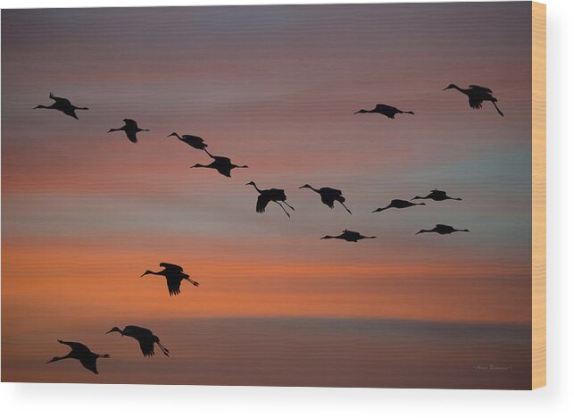 Sandhill Wood Print featuring the photograph Sandhill Cranes Landing at Sunset by Avian Resources