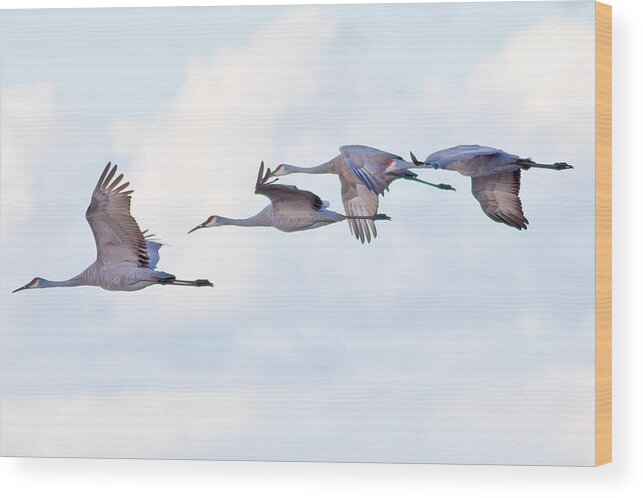 Wisconsin Wood Print featuring the photograph SandHill Cranes Landing by Natural Focal Point Photography