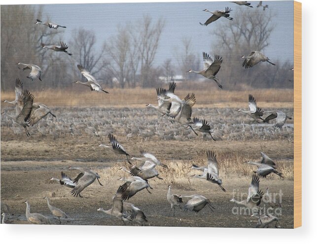 Animal Wood Print featuring the photograph Sandhill Cranes by Mark Newman