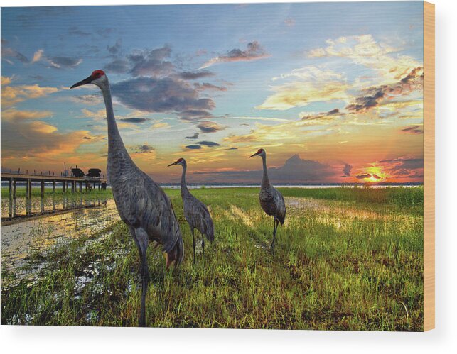 Belle Wood Print featuring the photograph Sandhill Sunset by Debra and Dave Vanderlaan