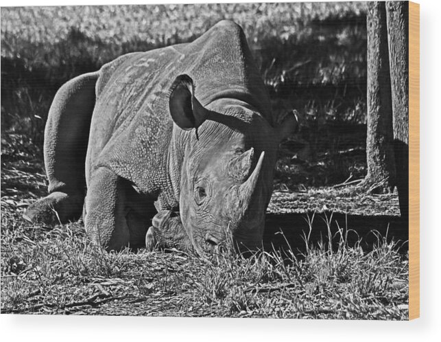 #black Rhino Wood Print featuring the photograph Save Me by Miroslava Jurcik