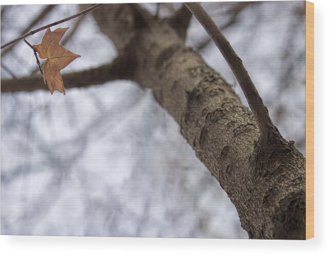 Leaf Wood Print featuring the photograph Saving the last moment by Becca Buecher