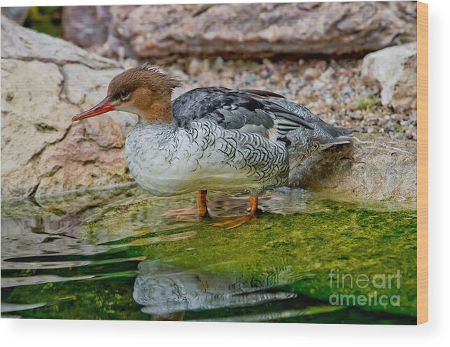 Anatidae Wood Print featuring the photograph Scaly-sided Merganser Hen by Anthony Mercieca