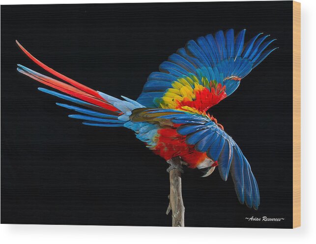 Parrot Wood Print featuring the photograph Scarlet Macaw Fan by Avian Resources