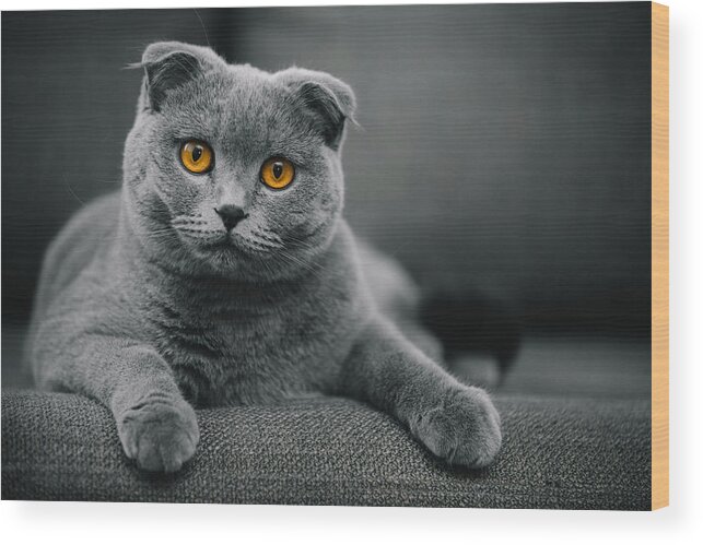 Purebred Cat Wood Print featuring the photograph Scottish Fold Shorthair cat resting on chair by Muratkoc