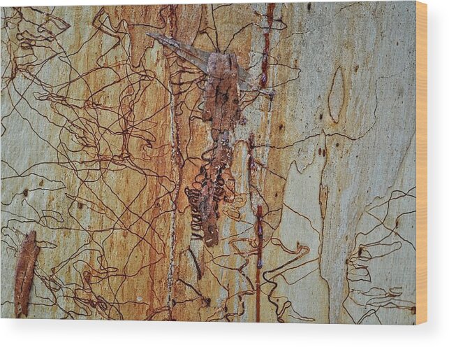 Trees Wood Print featuring the photograph Scribbly Gum Art B by Peter Kneen