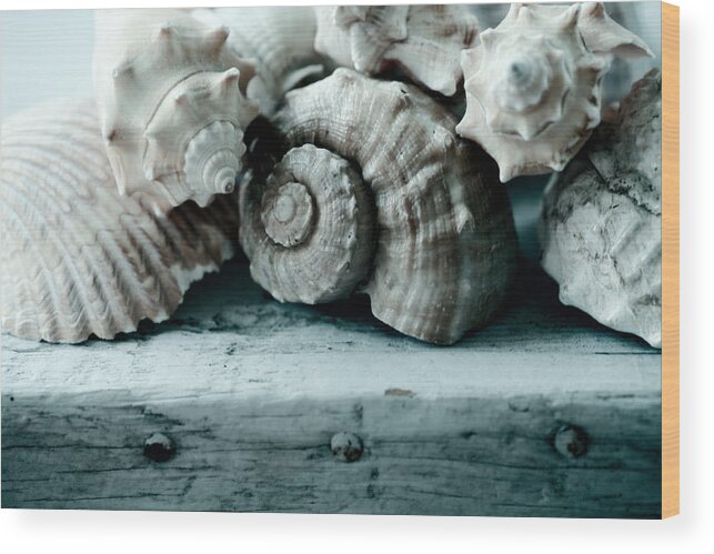 Sea Shells Wood Print featuring the photograph Sea Gifts by Bonnie Bruno