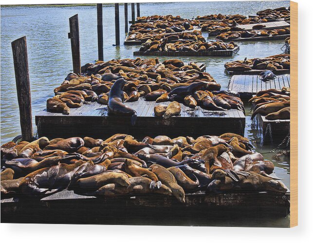Sea Lions Animal Mammal Sea Life Rest Resting Wood Print featuring the photograph Sea lions at Pier 39 by Garry Gay