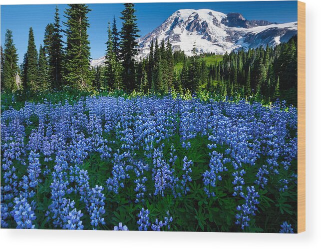 Mount Rainier Wood Print featuring the photograph Sea of Blue by Dan Mihai