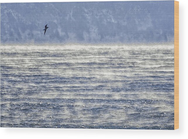 Sea Smoke And Gull Blues Wood Print featuring the photograph Sea Smoke and Gull Blues by Marty Saccone