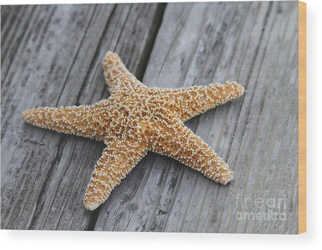 Starfish Wood Print featuring the photograph Sea Star on Deck by Cathy Lindsey