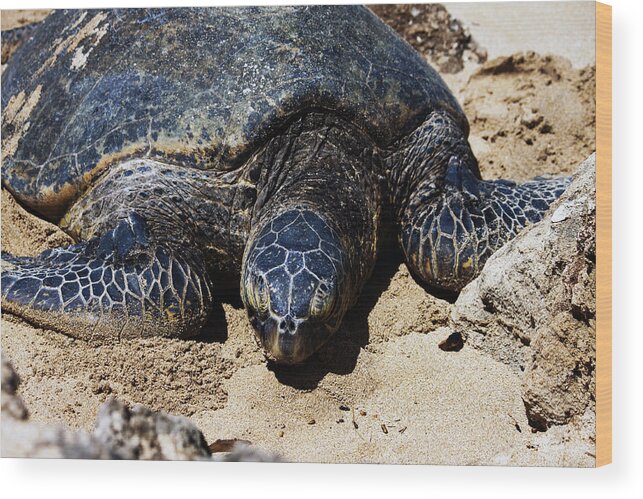 Beach Wood Print featuring the photograph Sea Turtle by Edward Hawkins II