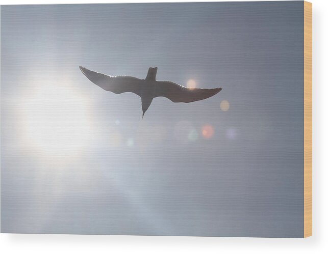 Seagull Wood Print featuring the photograph Seagull in Flight 8 by Cathy Lindsey