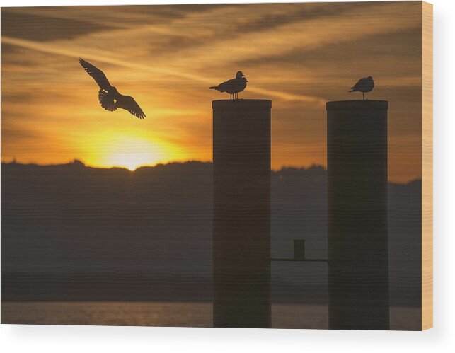 Seagull Wood Print featuring the photograph Seagull in the Sunset by Chevy Fleet