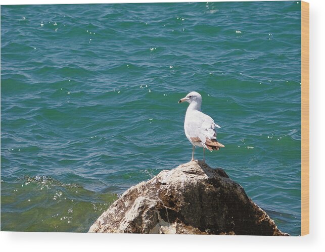 Michigan Wood Print featuring the photograph Seagull on Rock by Lars Lentz