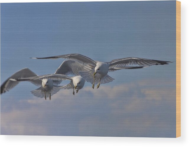 Seagull Wood Print featuring the photograph Seagulls by David Gleeson