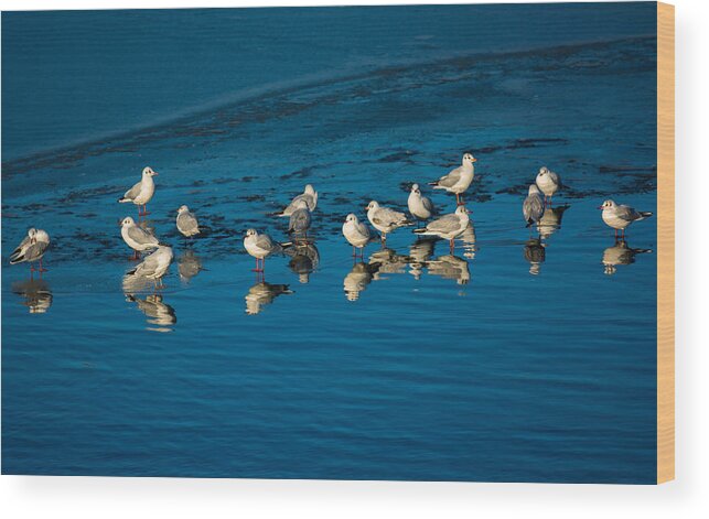 Animal Wood Print featuring the photograph Seagulls On Frozen Lake by Andreas Berthold