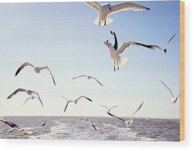 Taking Off Wood Print featuring the photograph Seagulls Passing Above The Sea by Helaine Weide