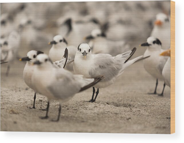 Birds Wood Print featuring the photograph Seagulls by Raul Rodriguez