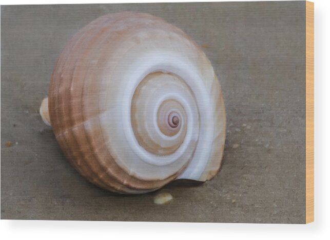 Seashell Wood Print featuring the photograph Seashell by Bill Cannon