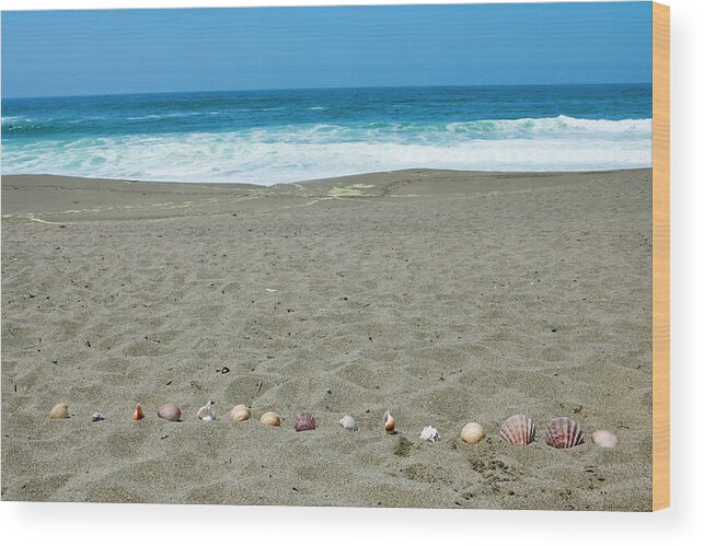 Water's Edge Wood Print featuring the photograph Seashells At A Beach by Geri Lavrov