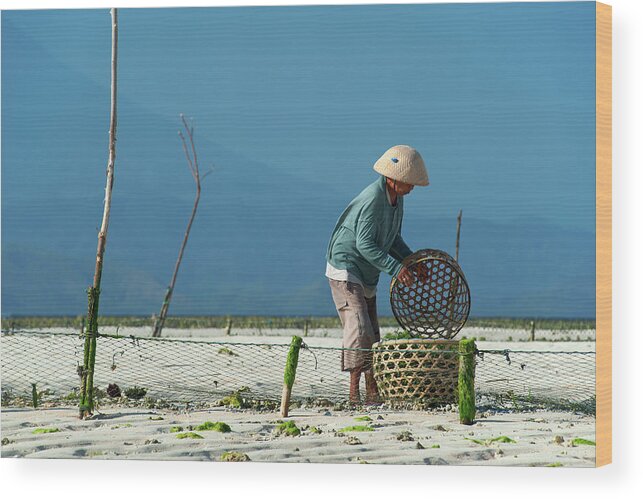 Working Wood Print featuring the photograph Seaweed Farmer On Nusa Lembongan, Bali by Dallas Stribley