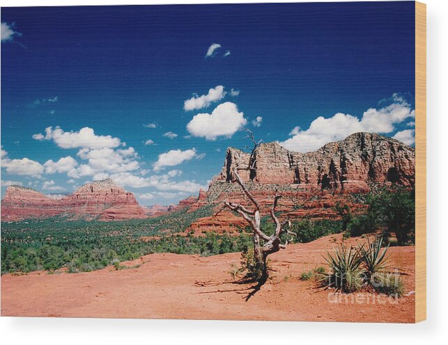 Sedona Wood Print featuring the photograph Sedona Desert Scene by Byron Varvarigos