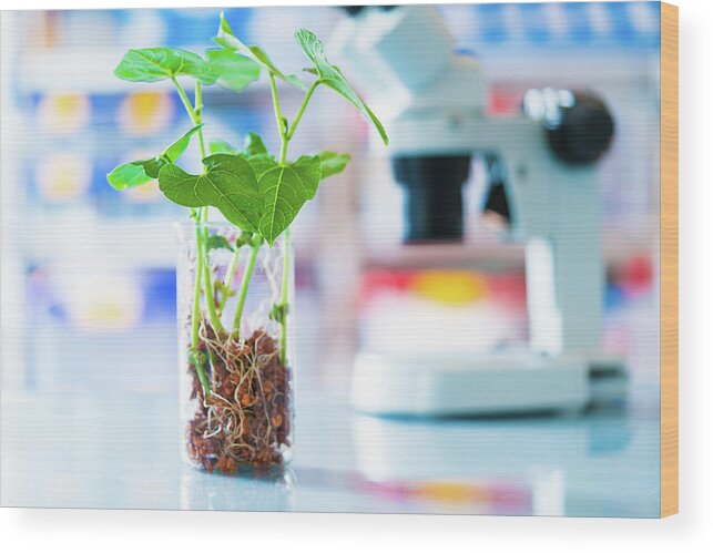 Nobody Wood Print featuring the photograph Seedlings In A Beaker by Wladimir Bulgar/science Photo Library