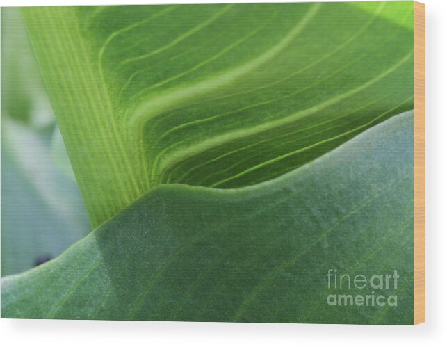 Plant Wood Print featuring the photograph Seeing Green by Edward R Wisell