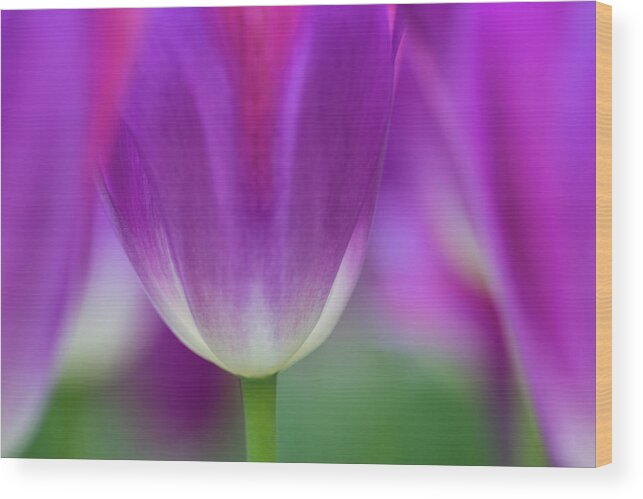 Purple Wood Print featuring the photograph Selective Focus On Tulip Kuekenhof by Darrell Gulin
