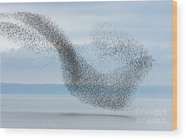 00536667 Wood Print featuring the photograph Semipalmated Sandpipers Flying Over Bay by Yva Momatiuk and John Eastcott