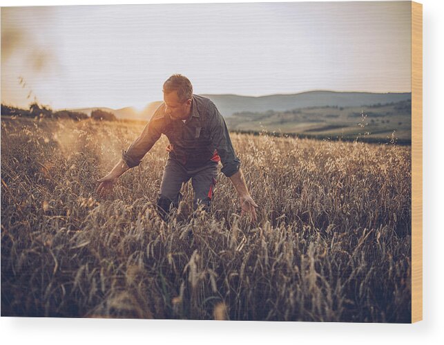 Farm Worker Wood Print featuring the photograph Senior farm worker examining wheat crops field by Hirurg