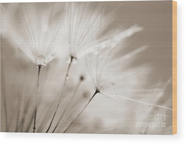 Dandelion Wood Print featuring the photograph Sepia Dandelion Clock and Water Droplets by Natalie Kinnear