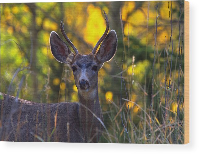 Deer Wood Print featuring the photograph September Morning by Jim Garrison