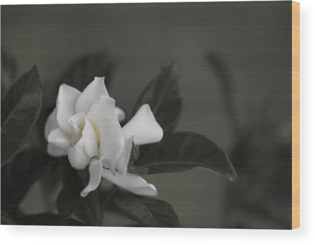Gardenia Wood Print featuring the photograph Serene by Jade Moon