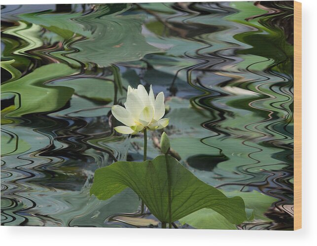 Lotus Wood Print featuring the photograph Serenity by John Freidenberg