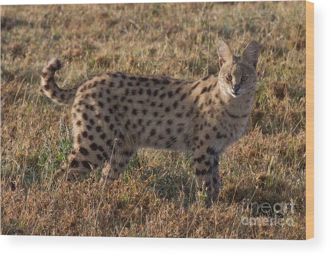 Serval Wood Print featuring the photograph Serval Cat 2 by Chris Scroggins