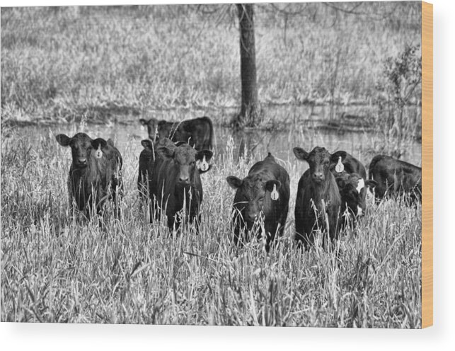 Animals Wood Print featuring the photograph Eight Babies by Jan Amiss Photography