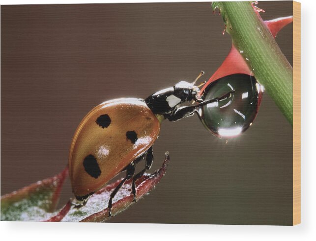 Nis Wood Print featuring the photograph Seven-spotted Ladybird Drinking by Jef Meul