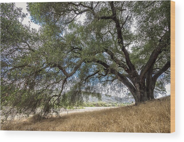 Daley Ranch Wood Print featuring the photograph Shade Tree by Dave Hall