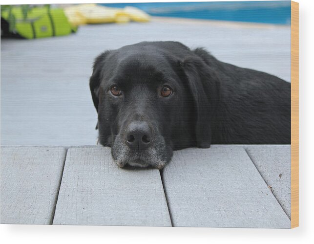 Black Dog Wood Print featuring the photograph Shadow lounging on the deck by Susan Jensen
