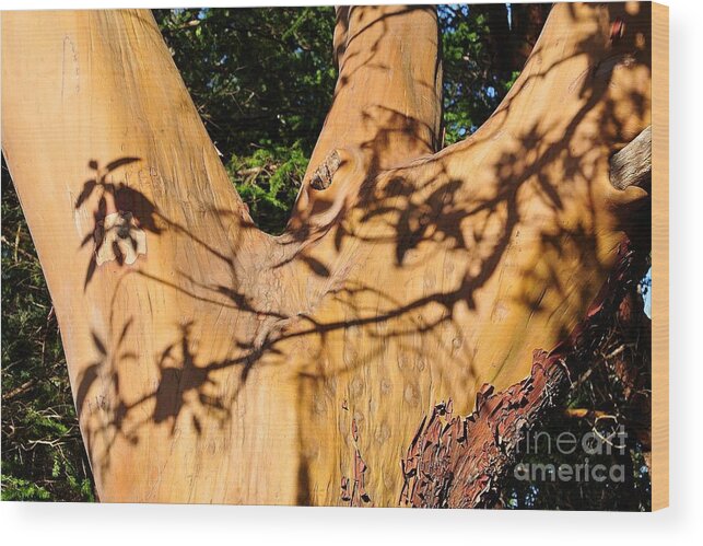  Wood Print featuring the photograph Shadows on Arbutus by Sharron Cuthbertson