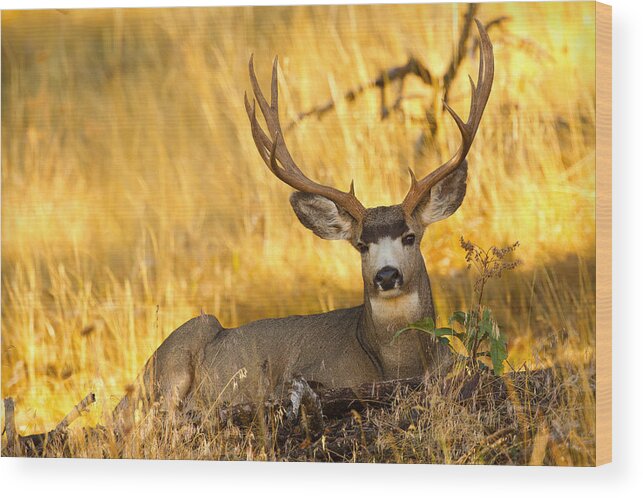 Mule Deer Buck Wood Print featuring the photograph Shady Buck by Aaron Whittemore