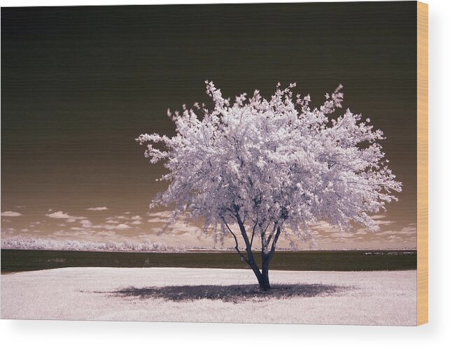 Lone Wood Print featuring the photograph Shaking the Tree by Mike Irwin