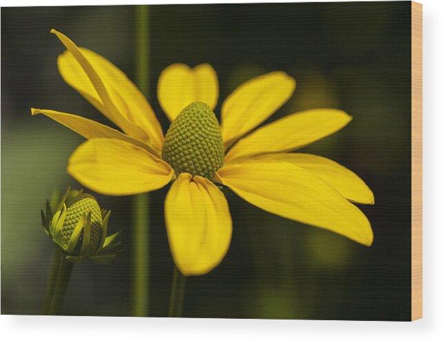Green Coneflower Wood Print featuring the photograph Sharing a Little Light by Dan Hefle