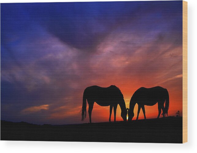 Horses Wood Print featuring the photograph Sharing supper by Stuart Harrison