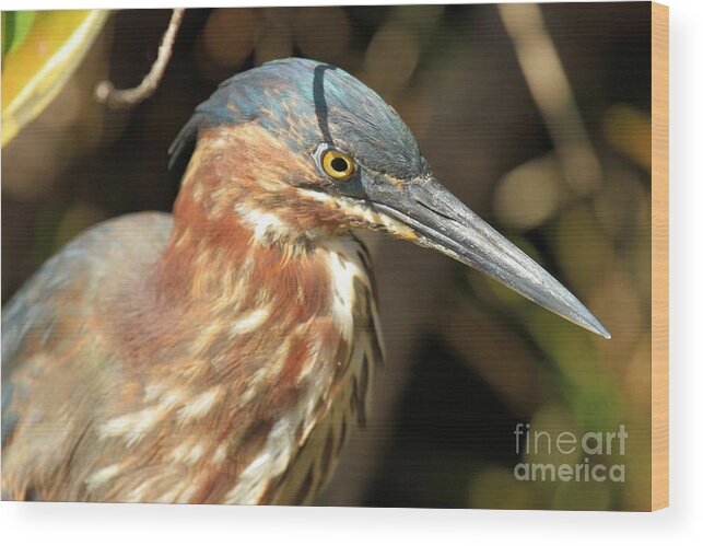 Green Heron Wood Print featuring the photograph Sharp by Adam Jewell